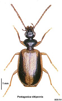 Pentagonica vittipennis Pentagonica vittipennis LRNZ.jpg