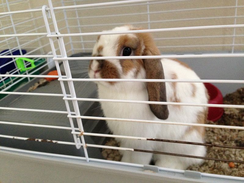 File:Pet Rabbit 1 2013-08-25.jpg