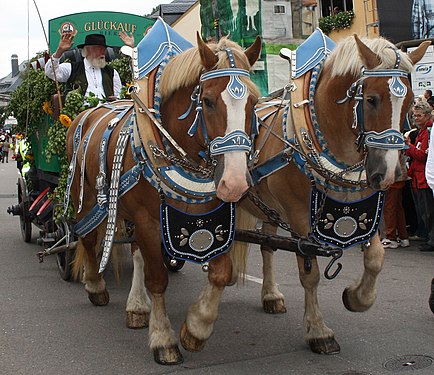 Pferdewagen der Glückauf Brauerei Gersdorf in Sachsen; Deutschland.