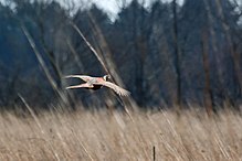 A startled male makes a dash for cover. Pheasant 3858.jpg