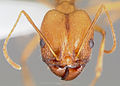 Pheidole vistana casent0005740 head 1.jpg