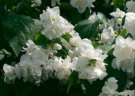 Чубушник снежная буря. Чубушник Глетчер. Чубушник Philadelphus. Philadelphus 'Apollo'. Чубушник Монблан.