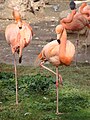 Phoenicopterus ruber Flamenco caribeño