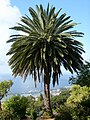 Phoenix canariensis.