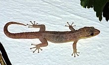 Phyllodactylus insularis 30541233.jpg