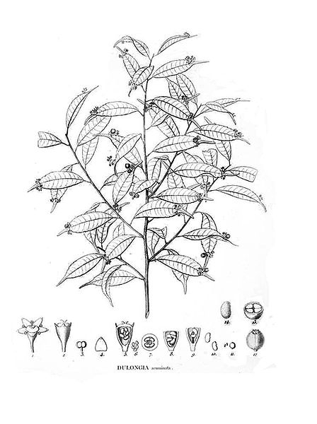 File:Phyllonoma ruscifolia clean.jpg