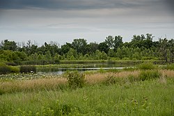 Pickerington Ponds-Blue Wing Pond in Summer 1.jpg