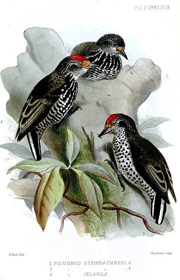 Speckle-chested piculet