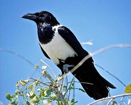 Corvus albus