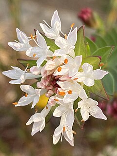 <i>Pimelea ciliata</i> Species of flowering plant