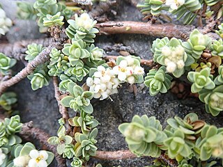 <i>Pimelea urvilleana</i> Species of shrub