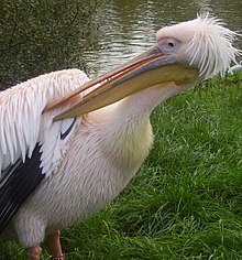 Pelican outside the lemur walkthrough