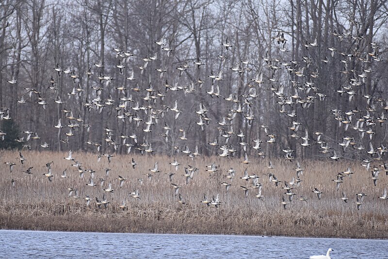 File:Pintails bombay hook 1.6.19 DSC 0495.jpg