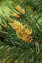 Pollen cones, Poland