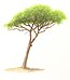 Pinus pinea tree illustration.jpg
