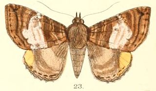 <i>Daddala quadrisignata</i> Species of moth