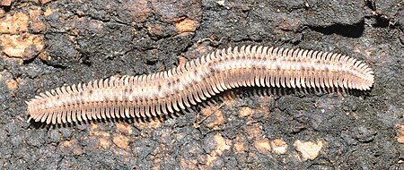 ไฟล์:Platydesmid_millipede_Malaysia.jpg