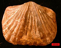 Fossilized shell of the Middle Ordovician-Silurian brachiopod Platystrophia PlatystrophiaOrdovician.jpg