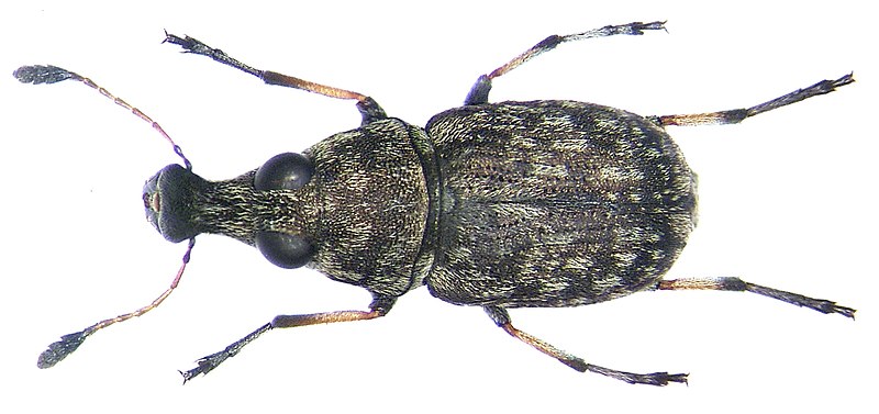 File:Plintheria luctuosa Pascoe, 1859 (3384553693).jpg