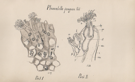 Plumatella fungosa