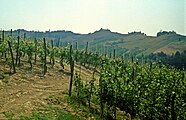 Barbaresco