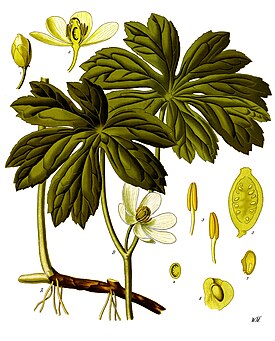 Amerikanjalkalehti (Podophyllum peltatum)