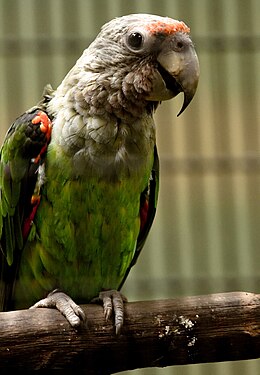 Poicephalus robustus -Jurong Bird Park-8a.jpg