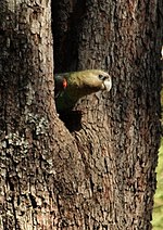 Miniatura para Poicephalus robustus