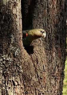 Cape parrot Species of bird