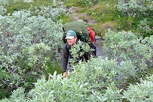 Subalpine Höhenstufe