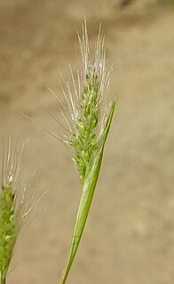 <i>Polypogon maritimus</i> Species of grass