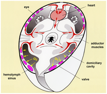 Respiration and circulation in a myodocopid ostracod. Simplified transverse section through anterior body and carapace, showing gaseous diffusion through the inner lamella of the carapace (yellow arrows) Pone.0028183.g005.png