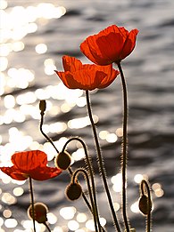 Poppies in the sunset on Lake Geneva, Montreux, Switzerland