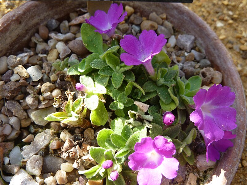 File:Primula allionii 'Crowsley' (Primulaceae) plant.jpg