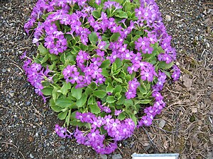 Hairy primrose (Primula hirsuta)