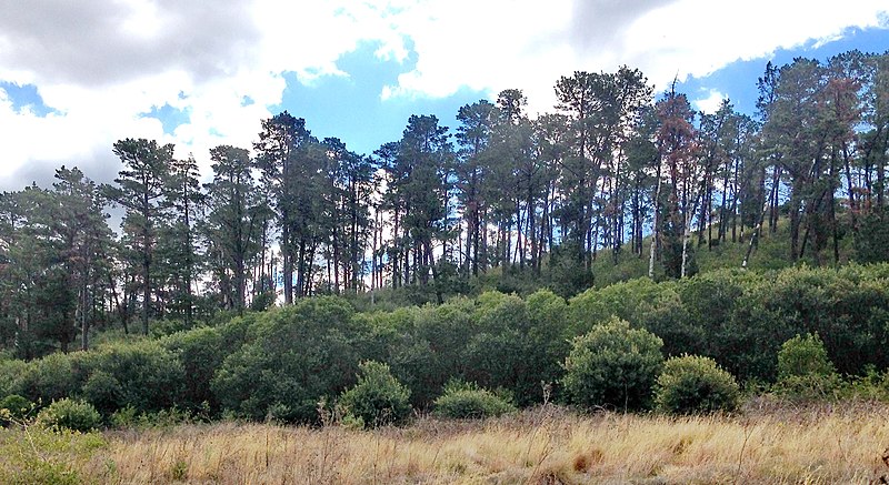 File:Prospect Pine Forest, Sydney.jpg