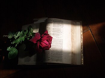 1581 Psalter with Rose Warm sunlight streams d...