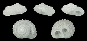 Pseudoliotia pulchella 01.jpg