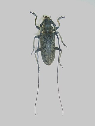 <i>Pseudomeges</i> Genus of beetles