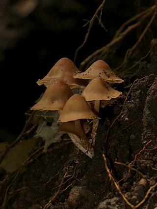 <i>Psilocybe moseri</i> Species of fungus