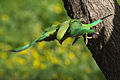 * Nomination Rose-ringed parakeet, Ashkelon National Park, Israel. --מינוזיג 17:06, 26 January 2015 (UTC) * Decline Nice composition but its sharpness is not good enough. --Zcebeci 21:20, 27 January 2015 (UTC)