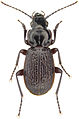 January 24: A Pterostichus punctatissimus beetle.