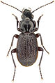 File:Pterostichus punctatissimus Randall - ZooKeys-245-001-g028.jpeg