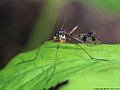 Ptychoptera contaminata (Linnaeus, 1758)