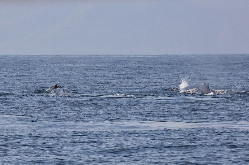 File:Puerto Vallarta Jan 2017 (31931898224).jpg