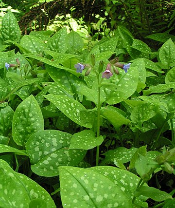 Pulmonaria