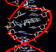 Pyrene adduct.png