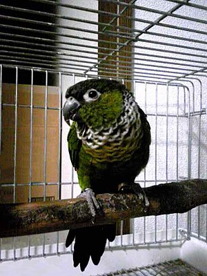 Black-capped Parakeet in captivity.