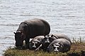 Hippopotamus amphibius