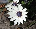 Osteospermum barberiae